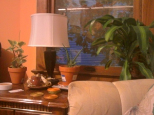 More plants! We have 6 different plants in the living room. This is to the right of the bookcase. 
